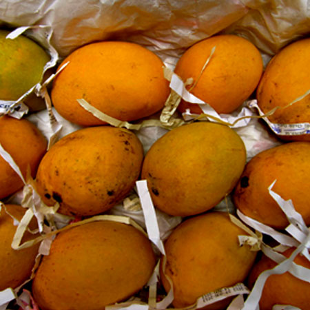 Fresh Alphonso Mango | Shanteya Exports